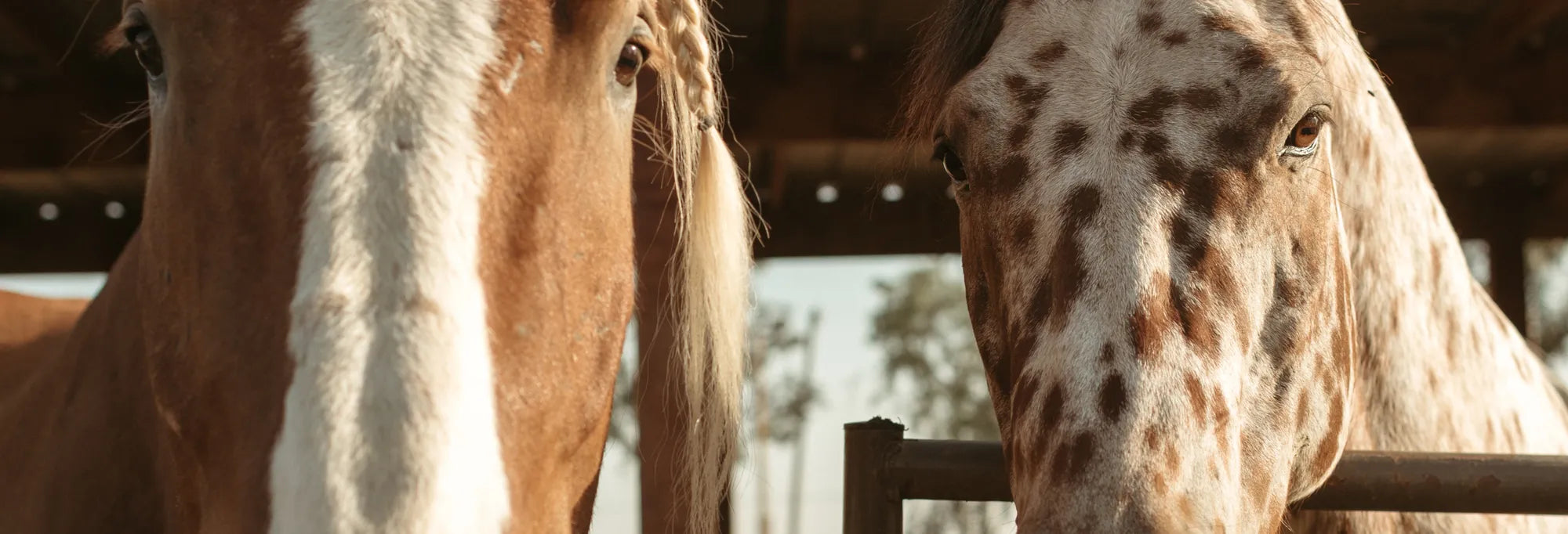 A chestnut horse with a white blaze and a spotted Appaloosa looking over a fence
